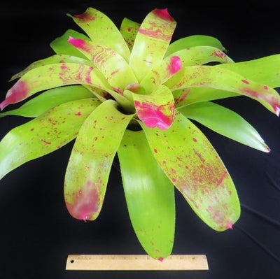 Neoregelia johannis | Bromeliad Paradise