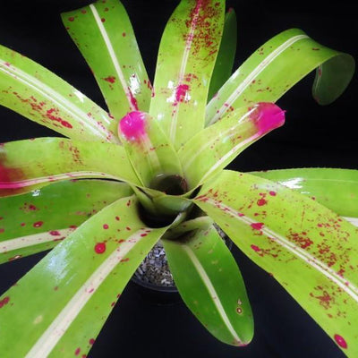 Neoregelia johannis 'DeRolf' | Bromeliad Paradise