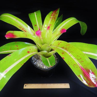 Neoregelia johannis 'DeRolf' | Bromeliad Paradise