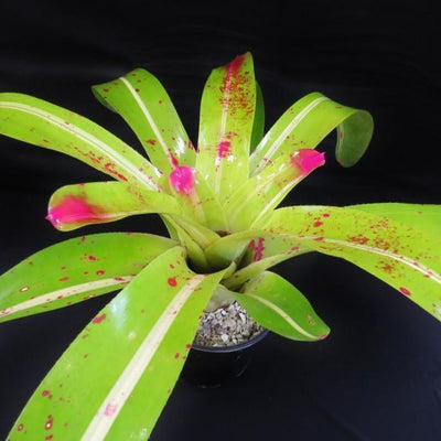Neoregelia johannis 'DeRolf' | Bromeliad Paradise