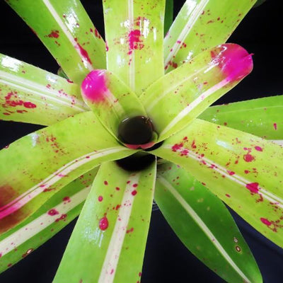 Neoregelia johannis 'DeRolf' | Bromeliad Paradise