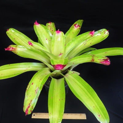 Neoregelia johannis 'Lime' | Bromeliad Paradise
