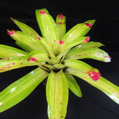 Neoregelia johannis 'Lime' | Bromeliad Paradise