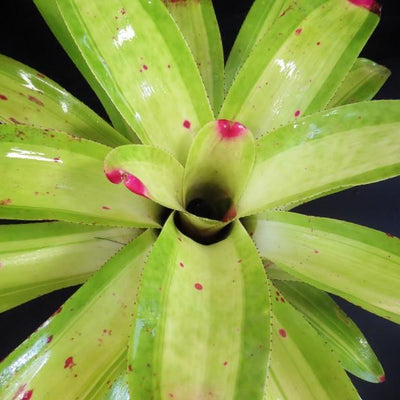 Neoregelia johannis 'Lime' | Bromeliad Paradise