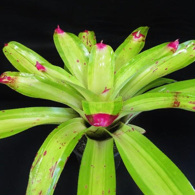 Neoregelia johannis 'Lime' | Bromeliad Paradise