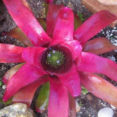 Neoregelia johannis 'Red' | Bromeliad Paradise