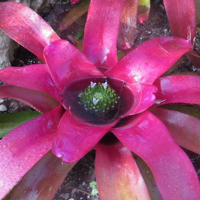 Neoregelia johannis 'Red' | Bromeliad Paradise
