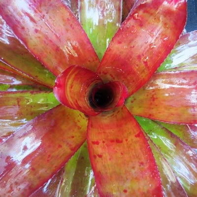 Neoregelia 'Joker' | Bromeliad Paradise