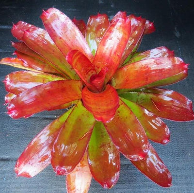 Neoregelia 'Joker' | Bromeliad Paradise