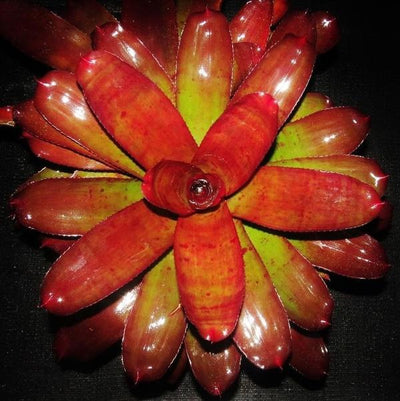 Neoregelia 'Joker' | Bromeliad Paradise