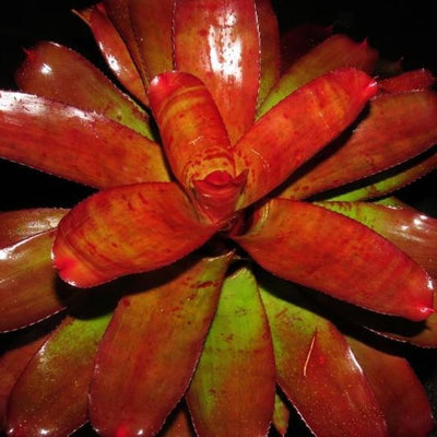 Neoregelia 'Joker' | Bromeliad Paradise