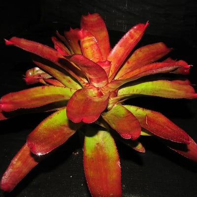 Neoregelia 'Joker' | Bromeliad Paradise