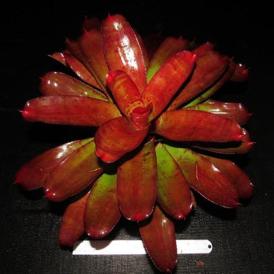 Neoregelia 'Joker' | Bromeliad Paradise