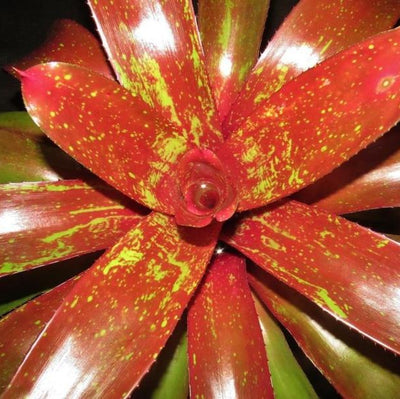 Neoregelia 'Jonathan's Girl' | Bromeliad Paradise