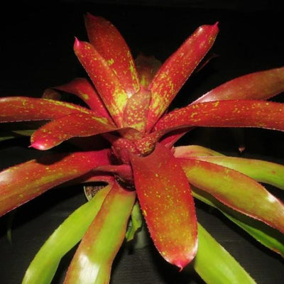 Neoregelia 'Jonathan's Girl' | Bromeliad Paradise