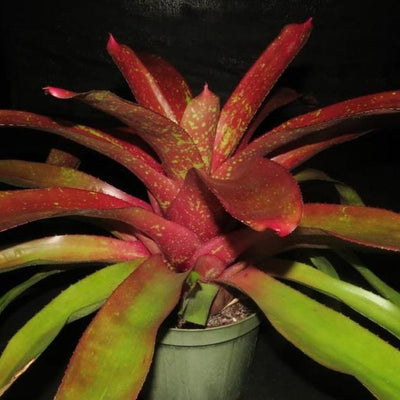 Neoregelia 'Jonathan's Girl' | Bromeliad Paradise