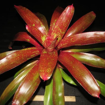 Neoregelia 'Jonathan's Girl' | Bromeliad Paradise