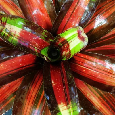 Neoregelia 'Kahala Dawn' | Bromeliad Paradise