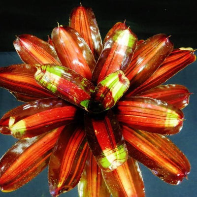 Neoregelia 'Kahala Dawn' | Bromeliad Paradise