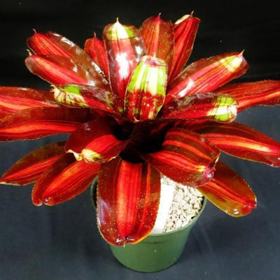 Neoregelia 'Kahala Dawn' | Bromeliad Paradise