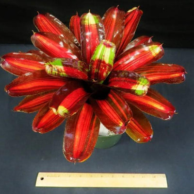 Neoregelia 'Kahala Dawn' | Bromeliad Paradise