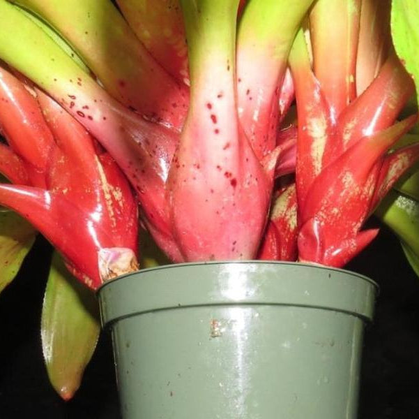 Neoregelia 'Kahlua Fire' | Bromeliad Paradise