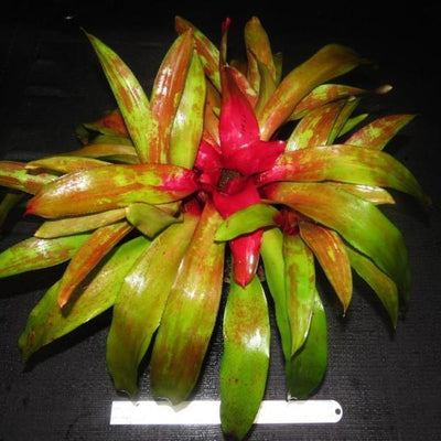 Neoregelia 'Kahlua Fire' | Bromeliad Paradise