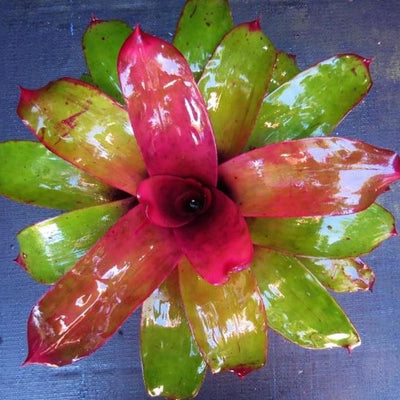 Neoregelia 'Kaleidoscope' | Bromeliad Paradise