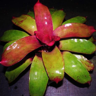 Neoregelia 'Kaleidoscope' | Bromeliad Paradise