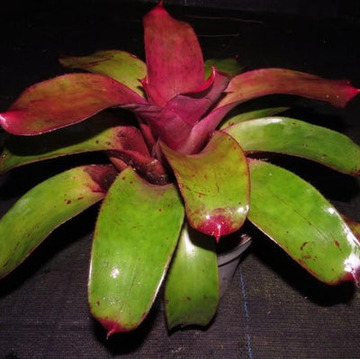 Neoregelia 'Kaleidoscope' | Bromeliad Paradise