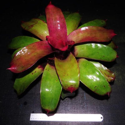 Neoregelia 'Kaleidoscope' | Bromeliad Paradise
