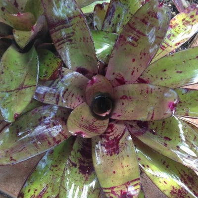 Neoregelia 'Karl Branztet' cv. 'Four Star' | Bromeliad Paradise