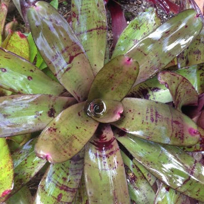 Neoregelia 'Karl Branztet' cv. 'Four Star' | Bromeliad Paradise