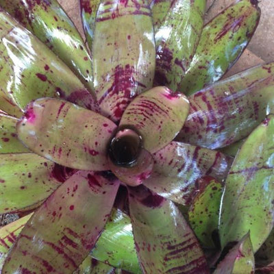 Neoregelia 'Karl Branztet' cv. 'Four Star' | Bromeliad Paradise