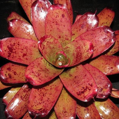 Neoregelia 'Kayden' | Bromeliad Paradise
