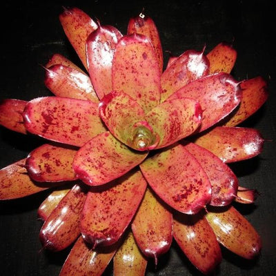 Neoregelia 'Kayden' | Bromeliad Paradise