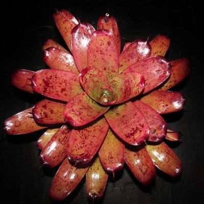 Neoregelia 'Kayden' | Bromeliad Paradise