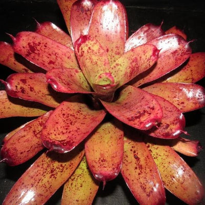 Neoregelia 'Kayden' | Bromeliad Paradise