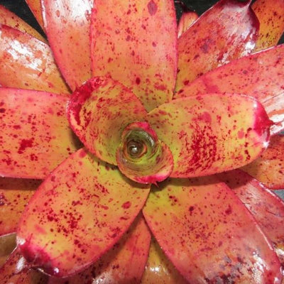 Neoregelia 'Kayden' | Bromeliad Paradise