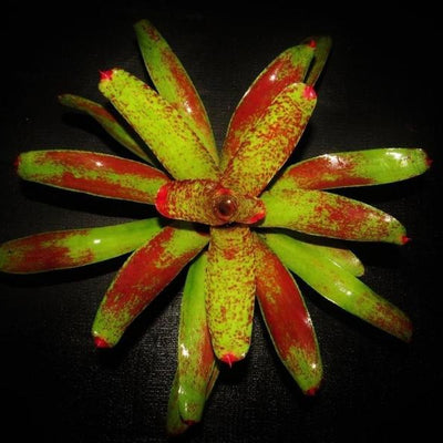 Neoregelia 'Kiko' | Bromeliad Paradise