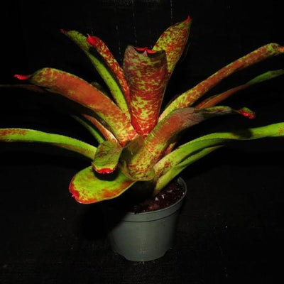 Neoregelia 'Kiko' | Bromeliad Paradise