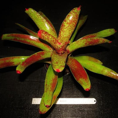 Neoregelia 'Kiko' | Bromeliad Paradise