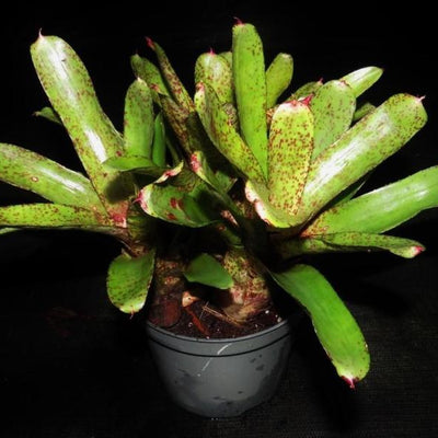 Neoregelia 'Knights Cross' | Bromeliad Paradise