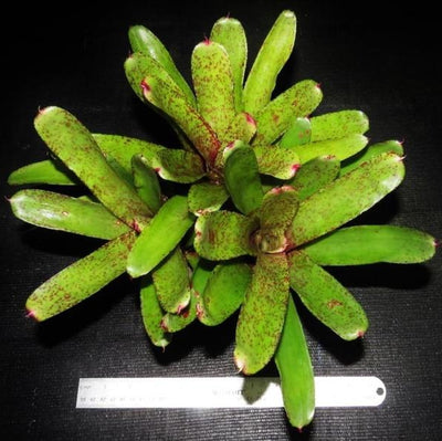 Neoregelia 'Knights Cross' | Bromeliad Paradise