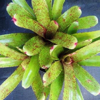 Neoregelia 'Knights Cross' | Bromeliad Paradise