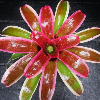 Neoregelia 'Laelia' | Bromeliad Paradise