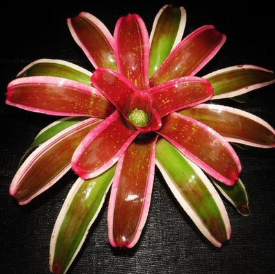 Neoregelia 'Laelia' | Bromeliad Paradise