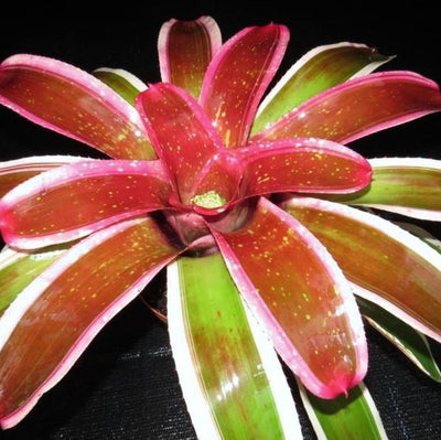 Neoregelia 'Laelia' | Bromeliad Paradise