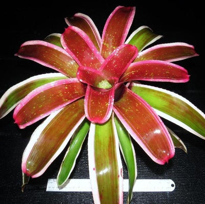 Neoregelia 'Laelia' | Bromeliad Paradise