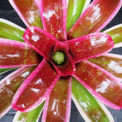 Neoregelia 'Laelia' | Bromeliad Paradise